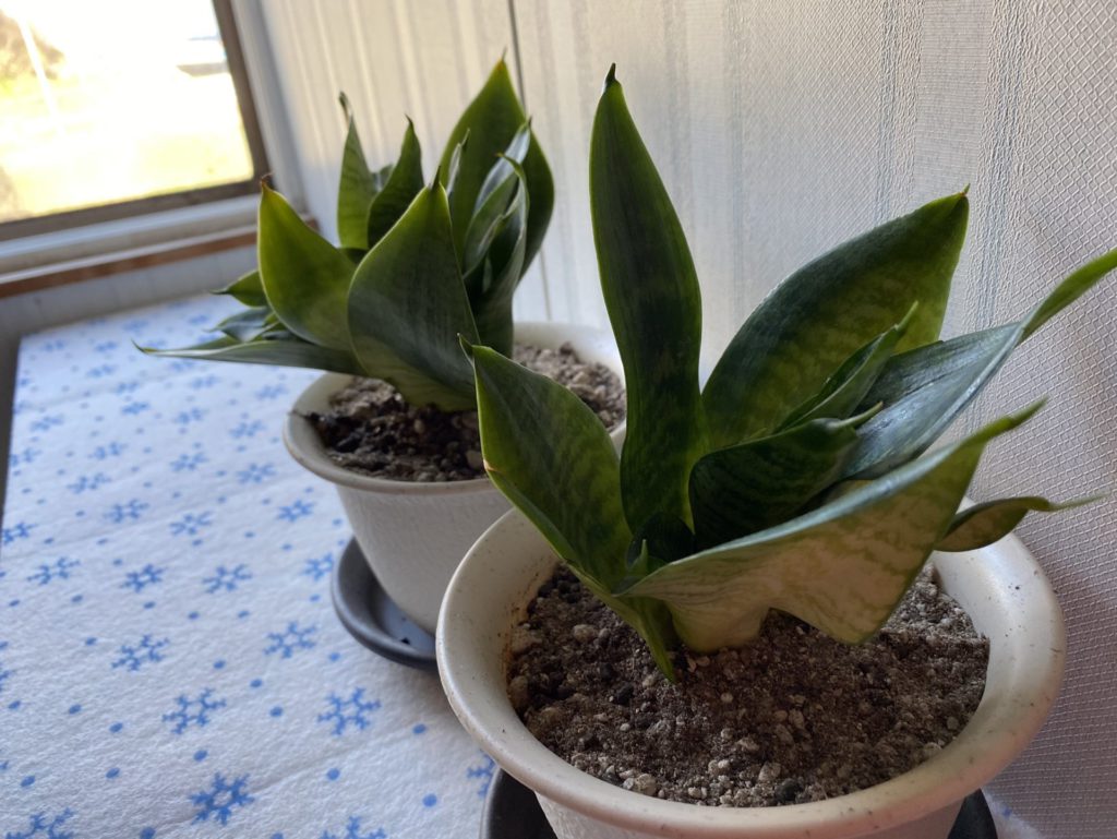 サンスベリア サンセベリア を置いて風水効果を期待するぞ マ ダ ム に な れ な い お か ん