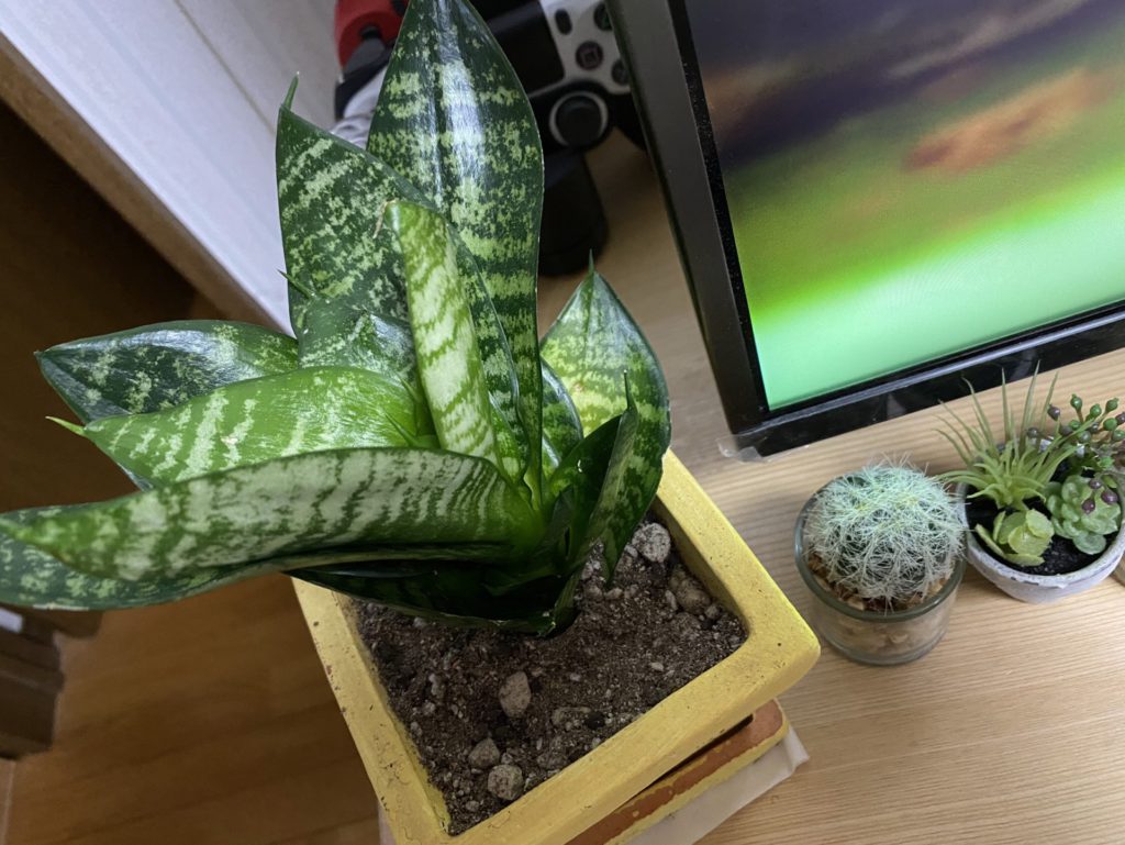 サンスベリア サンセベリア を置いて風水効果を期待するぞ マ ダ ム に な れ な い お か ん